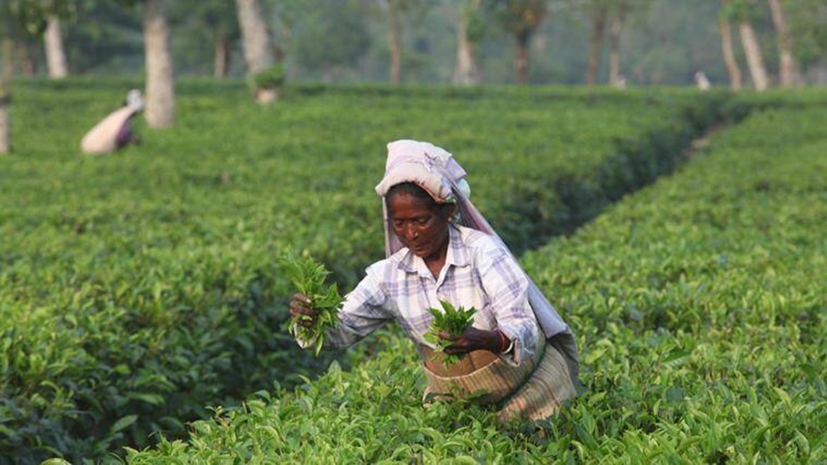 India Tea Association